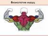 Физиология мышц