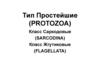 Тип Простейшие (protozoa)