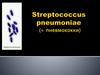 Streptococcus pneumoniae (или пневмококка). Общая характеристика