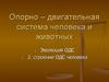 Опорно–двигательная система человека и животных. Эволюция ОДС