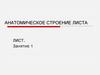 Анатомическое строение листа