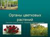 Органы цветковых растений
