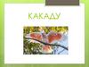 Попугай Какаду