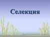 Селекция