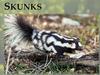 Skunks