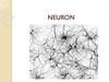 Neuron. Functions of CNS