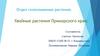 Отдел голосеменные растения. Хвойные растения Приморского края