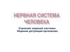 Строение нервной системы. Нервная регуляция организма