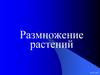 Размножение растений