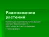 Размножение растений