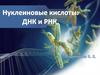 Нуклеиновые кислоты: ДНК и РНК