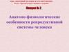 Анатомо-физиологические особенности репродуктивной системы человека