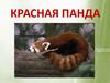 Красная панда
