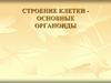 Строение клетки - основные органоиды