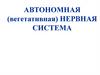 Автономная (вегетативная) нервная система