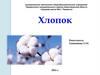 Хлопок