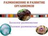 Размножение и развитие организмов. Бесполое размножение. Половое размножение