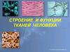 Строение и функции тканей человека
