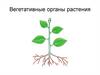 Вегетативные органы растения