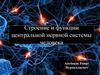 Строение и функции центральной нервной системы человека. Головной мозг