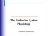The Endocrine System Physiology