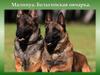 Малинуа. Бельгийская овчарка