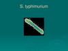 S. typhimurium. Морфологические и культуральные свойства