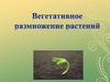 Вегетативное размножение