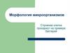 Морфология микроорганизмов. Строение клетки прокариот на примере бактерий