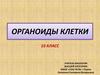 Органоиды клетки  (10 класс)