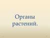 Органы растений