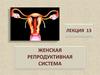 Женская репродуктивная система. Лекция 13