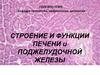 Строение и функции печени и поджелудочной железы