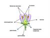 Строение пестика - женского органа размножения