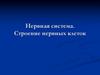 Нервная система. Строение нервных клеток. Нейроны
