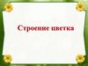 Строение цветка
