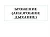 Брожение (анаэробное дыхание)