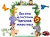 Органы и системы органов животных