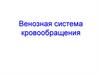 Венозная система кровообращения. Функциональное значение венозной системы