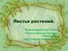 Листья растений. Окружающий мир. 3 класс