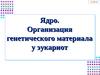 Ядро. Организация генетического материала у эукариот