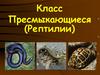Класс Пресмыкающиеся (Рептилии)