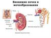 Биохимия почек и мочеобразования