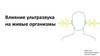 Влияние ультразвука на живые организмы
