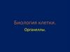 Биология клетки. Органеллы