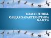 Класс Птицы. Общая характеристика класса