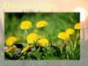 Dandelions