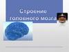 Строение головного мозга