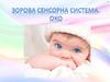 Зорова сенсорна система. Око