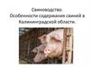 Свиноводство. Особенности содержания свиней в Калининградской области